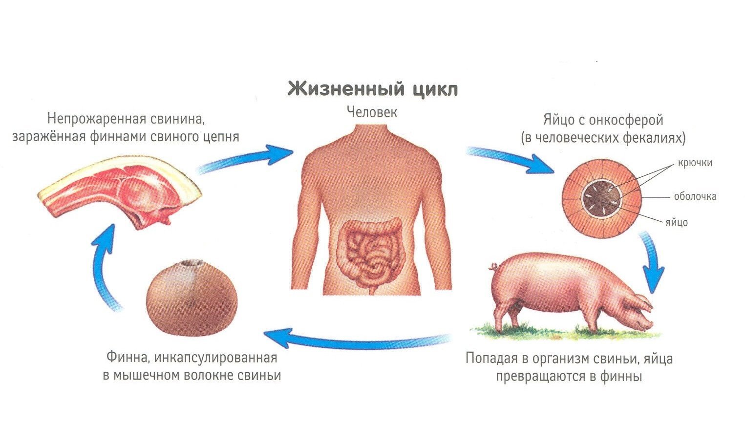 Жизненный цикл свиного цепня