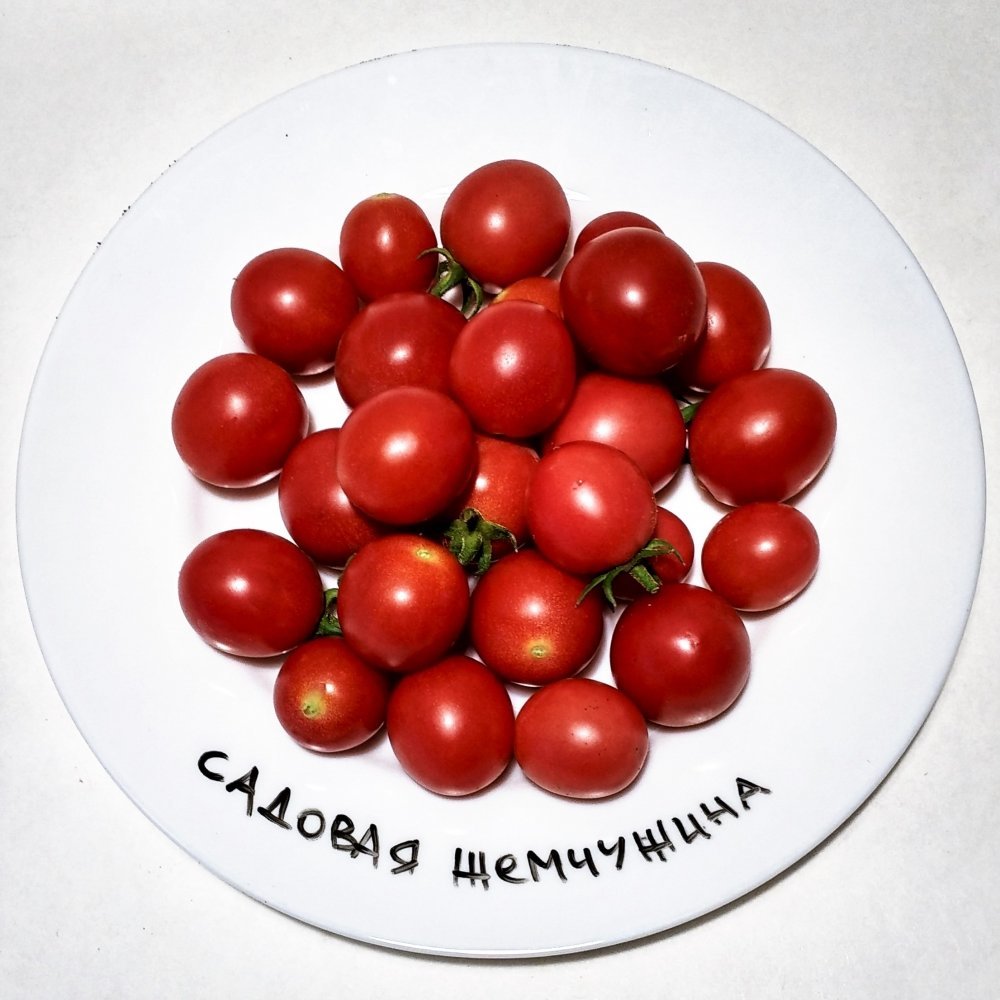 томат Садовая жемчужина