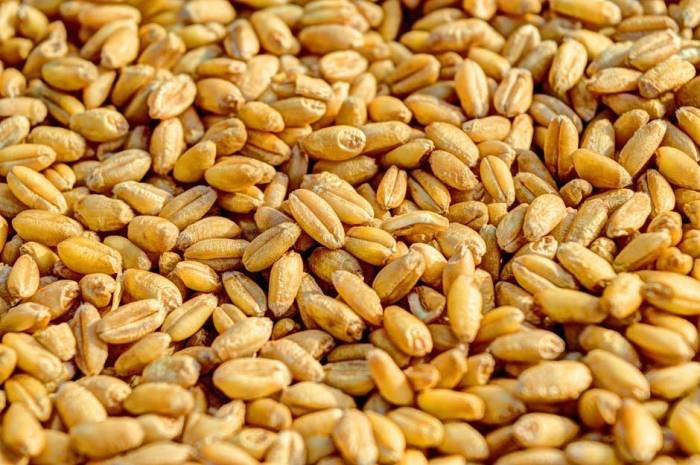 Как вырастить пшеницу?