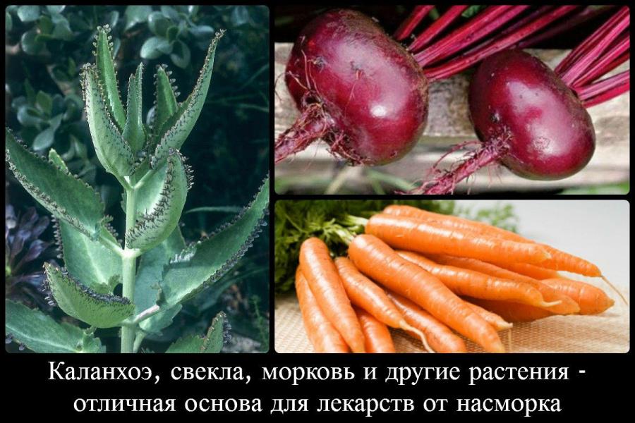 Каланхоэ, свекла и морковь
