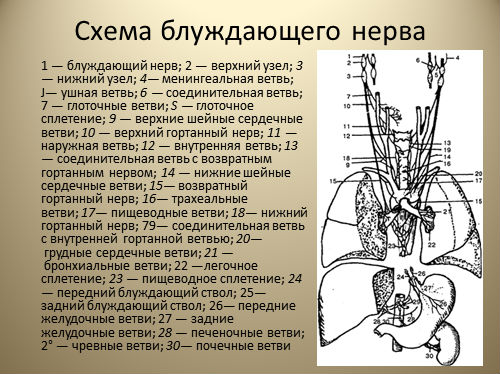 Блуждающий нерв