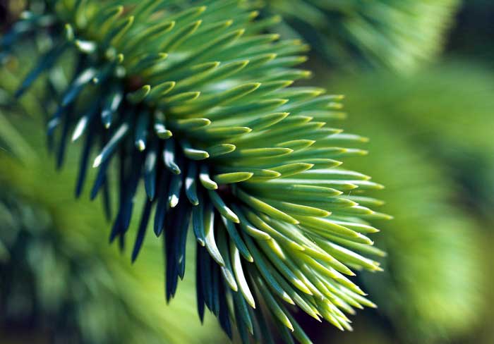 Какова польза сосновых иголок?