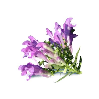 Как выглядит растение шлемник?