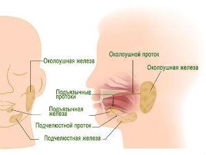 Железы внешней секреции