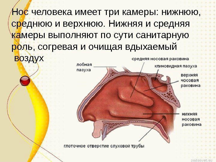 Камеры носа