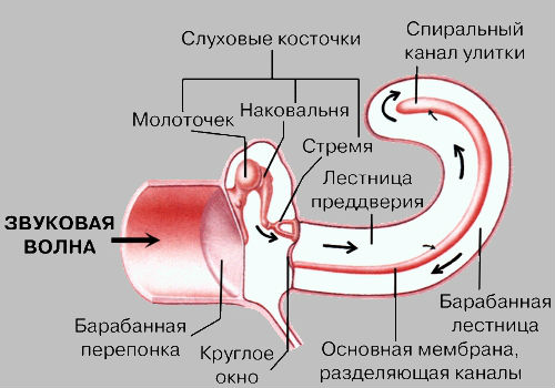 Ухо