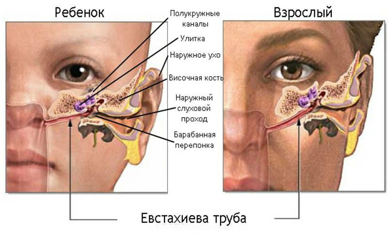 Слуховая труба