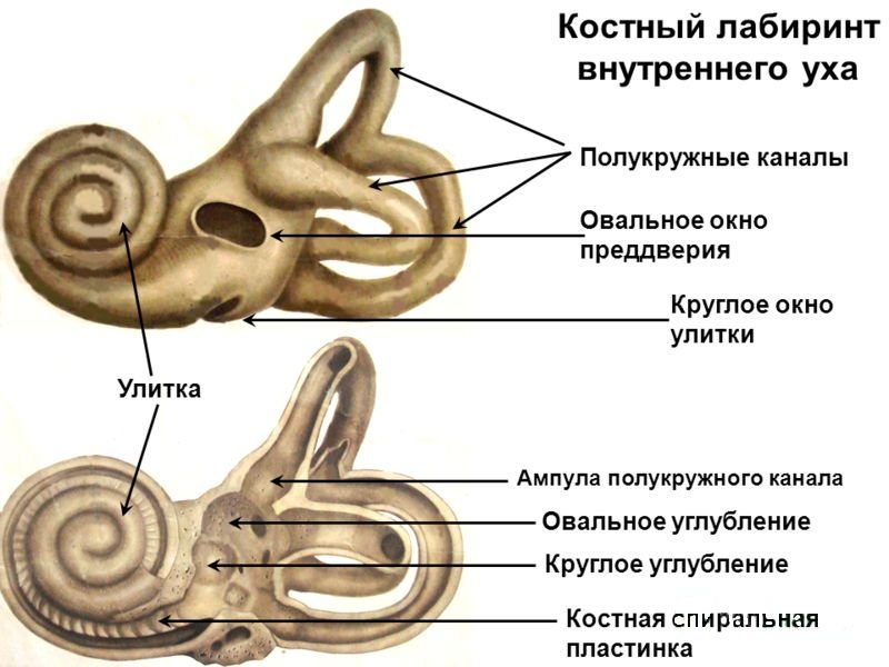Улитка и лабиринт уха