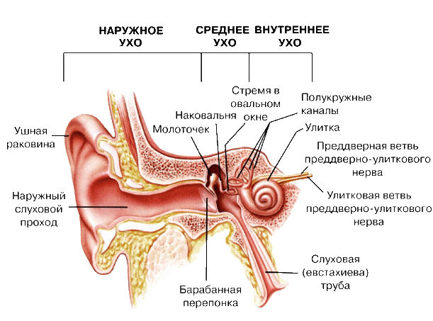 Строение уха