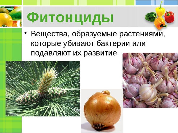 Продукты-фитонциды